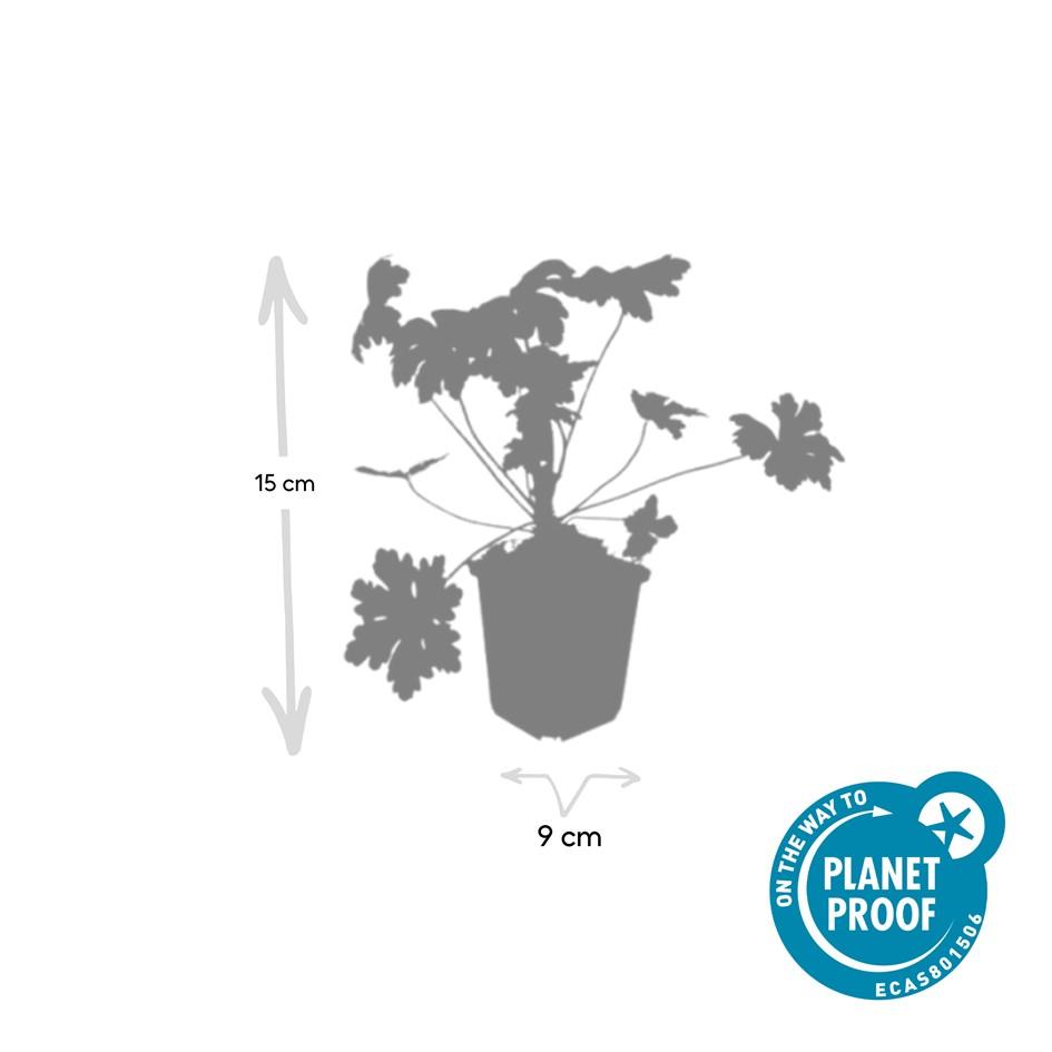 Garden basics 12x Geranium macr. 'Ingwersen's Var.' - ↕10-25cm - Ø9cm (47788)