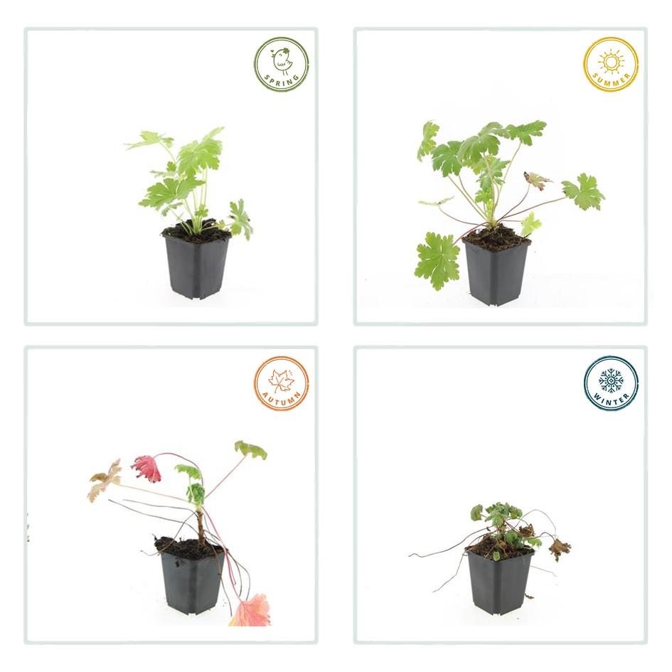 Garden basics 12x Geranium macr. 'Ingwersen's Var.' - ↕10-25cm - Ø9cm (47788)
