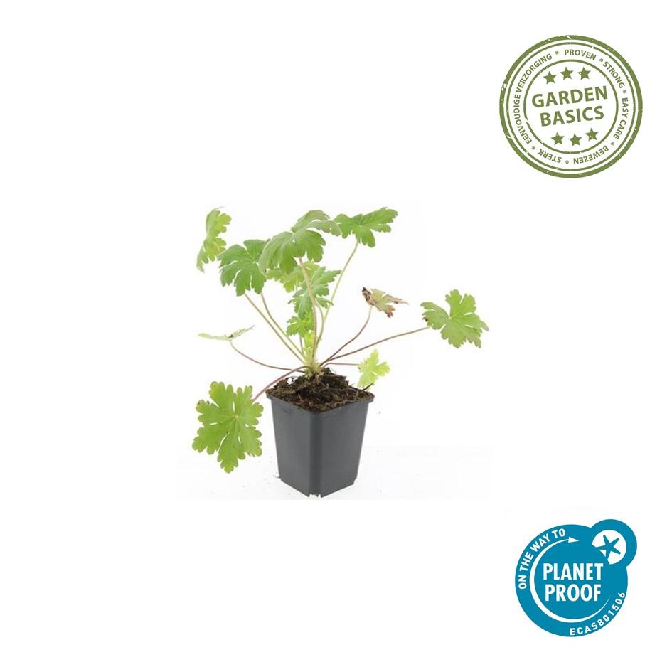Garden basics 12x Geranium macr. 'Ingwersen's Var.' - ↕10-25cm - Ø9cm (47788)