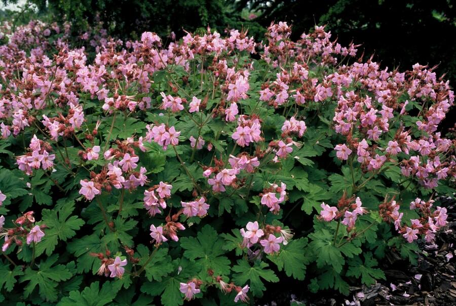 Garden basics 12x Geranium macr. 'Ingwersen's Var.' - ↕10-25cm - Ø9cm (47788)