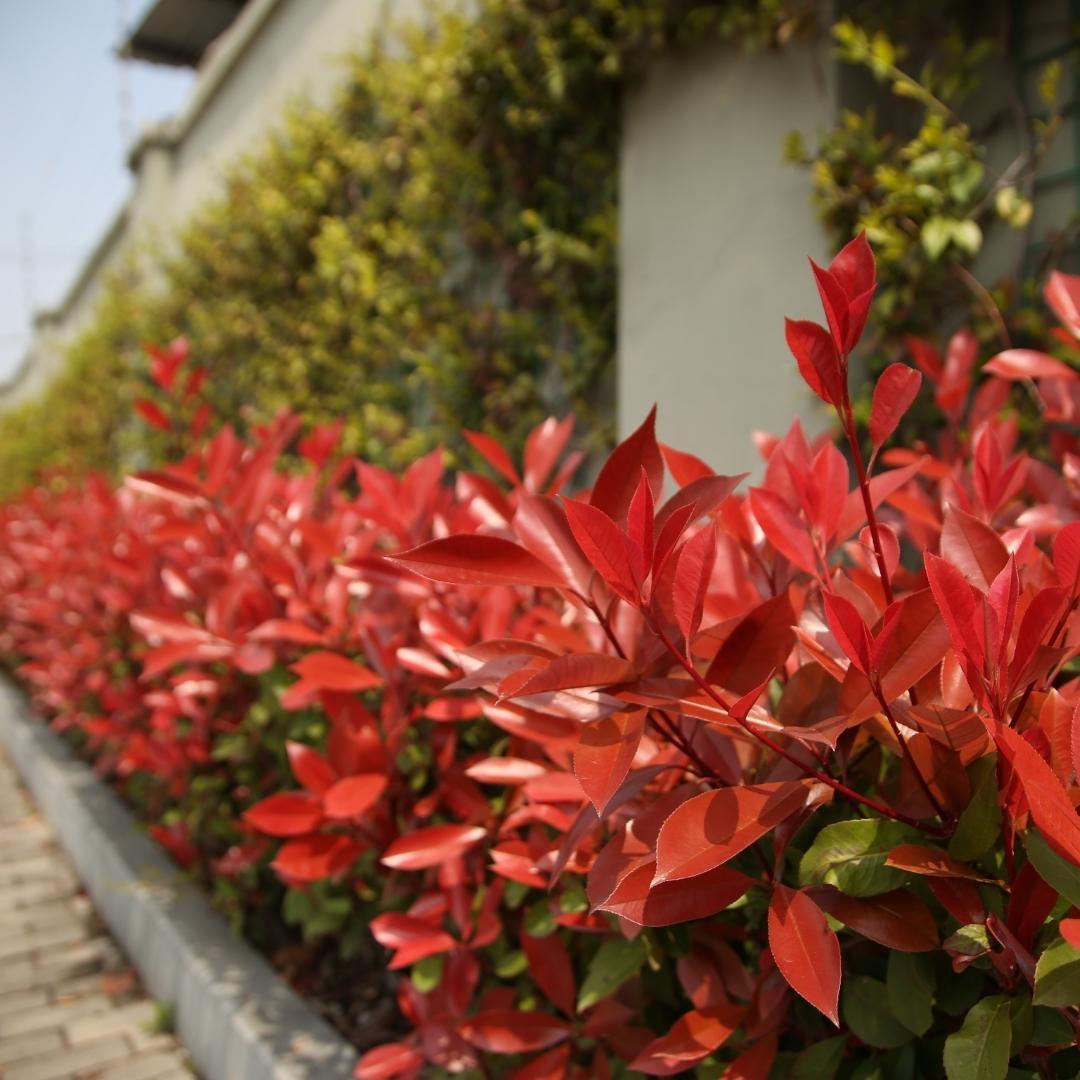 Plants by frank Grote Glansmispel planten voor 10 strekkende meter haag | - 12L - 20x | ↨ 125-150 cm - Carré Rouge (8721001420964)
