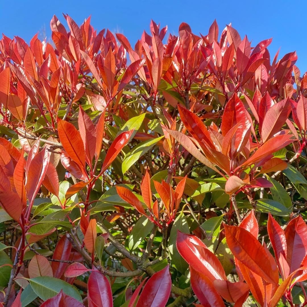 Plants by frank Grote Glansmispel planten voor 10 strekkende meter haag | - 12L - 20x | ↨ 125-150 cm - Carré Rouge (8721001420964)