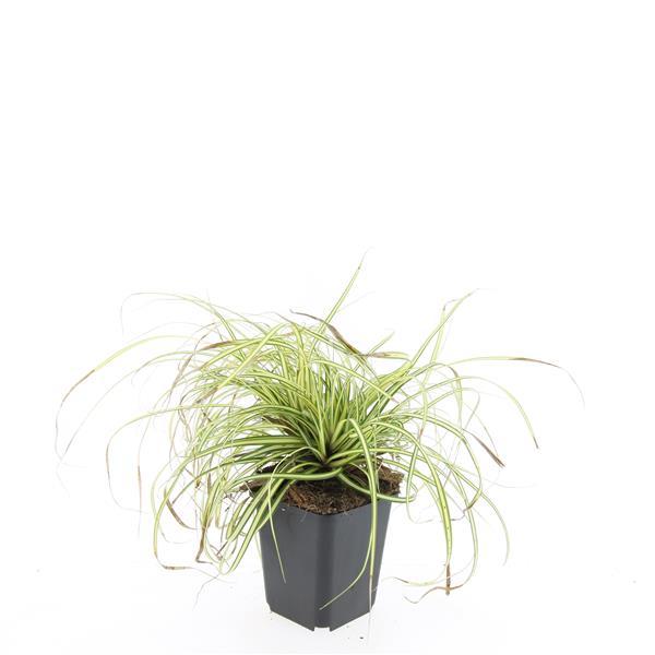 Garden basics 24x Carex oshim. 'Evergold' - ↕10-25cm - Ø9cm (50386)
