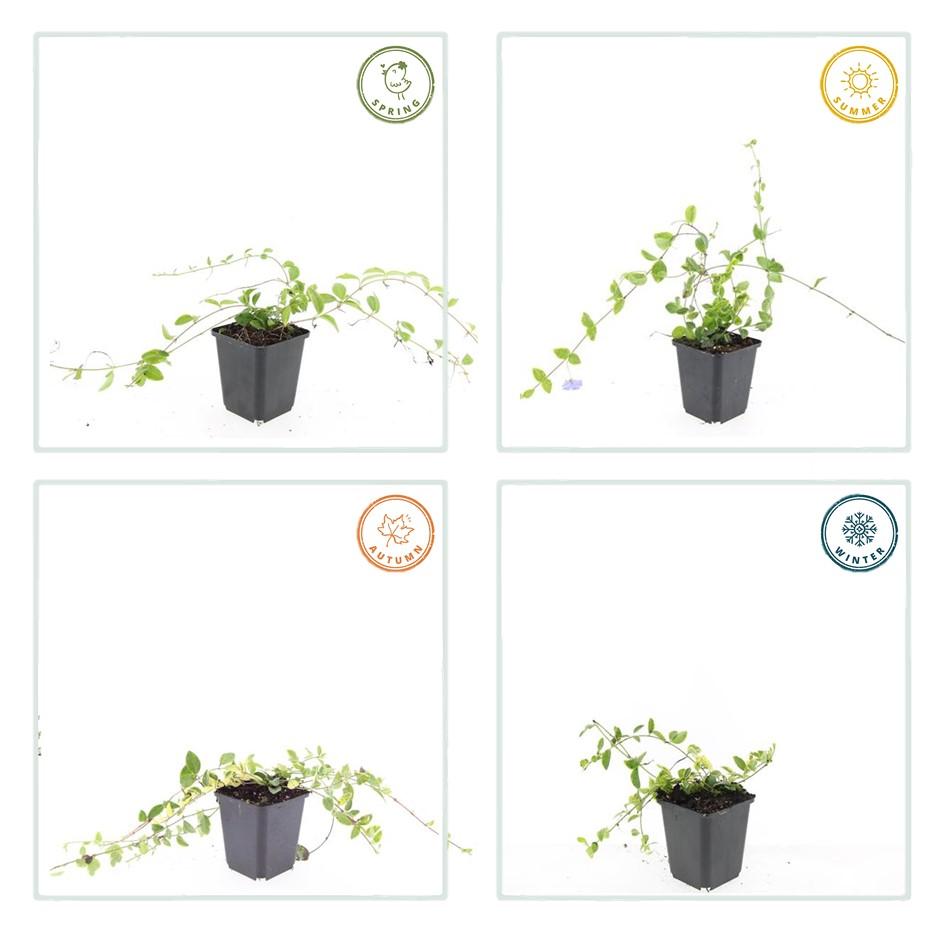 Garden basics 60x Vinca minor 'Blue and Gold' - ↕10-25cm - Ø9cm (48034)