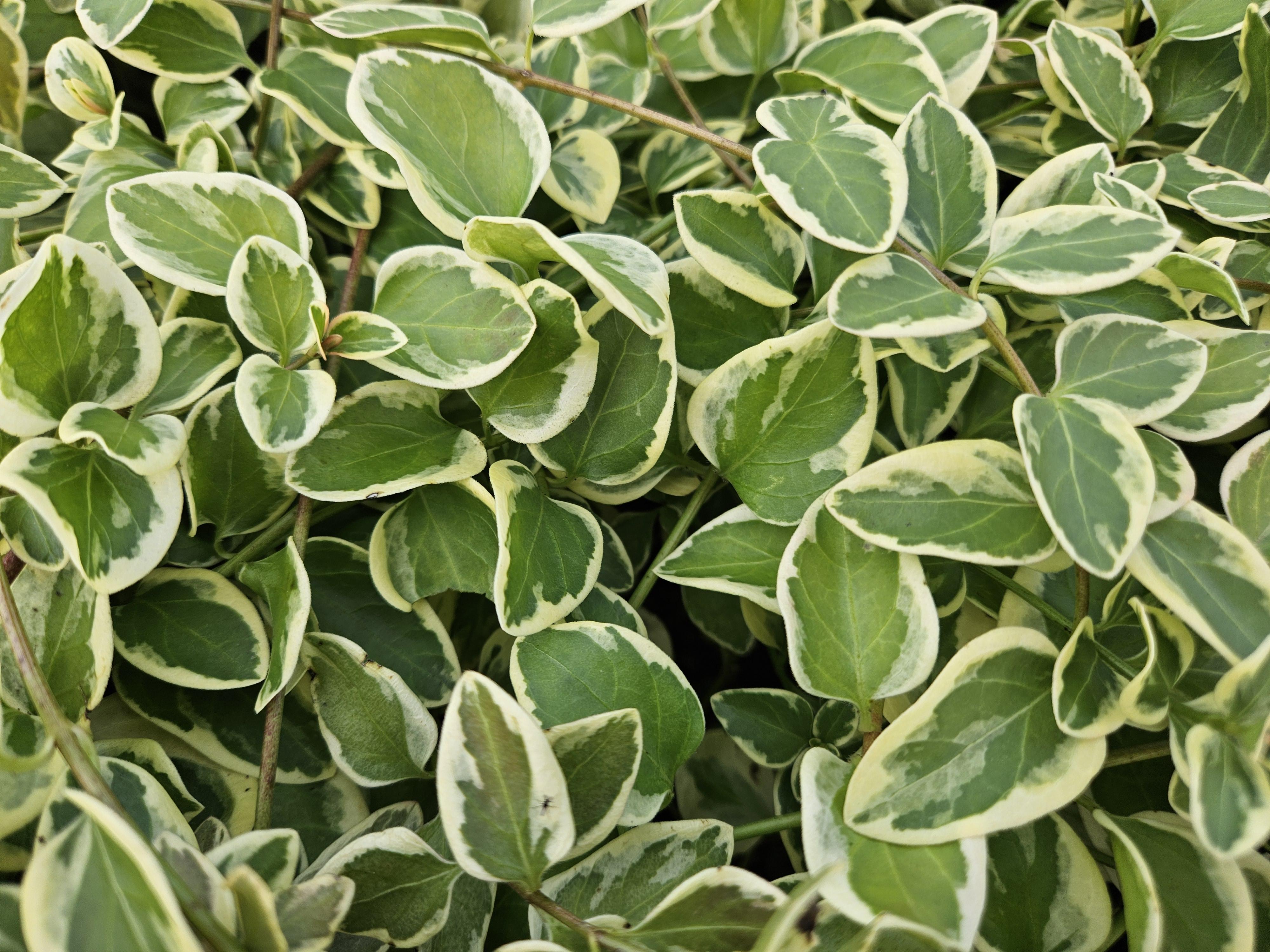 Garden basics 12x Vinca major 'Variegata' - ↕10-25cm - Ø9cm (48016)