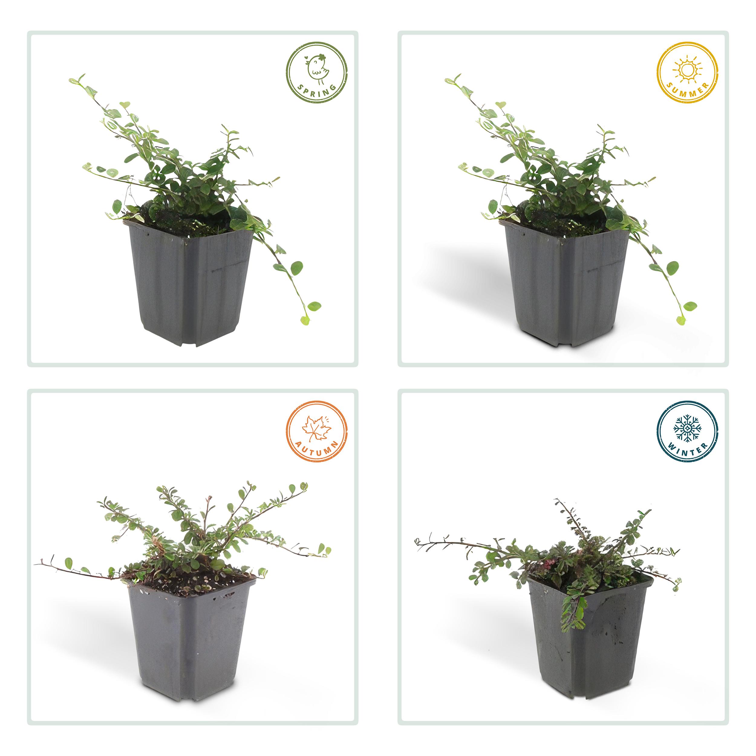 Garden basics 48x Cotoneaster pr. 'Streib's Findling' - ↕10-25cm - Ø9cm (50295)