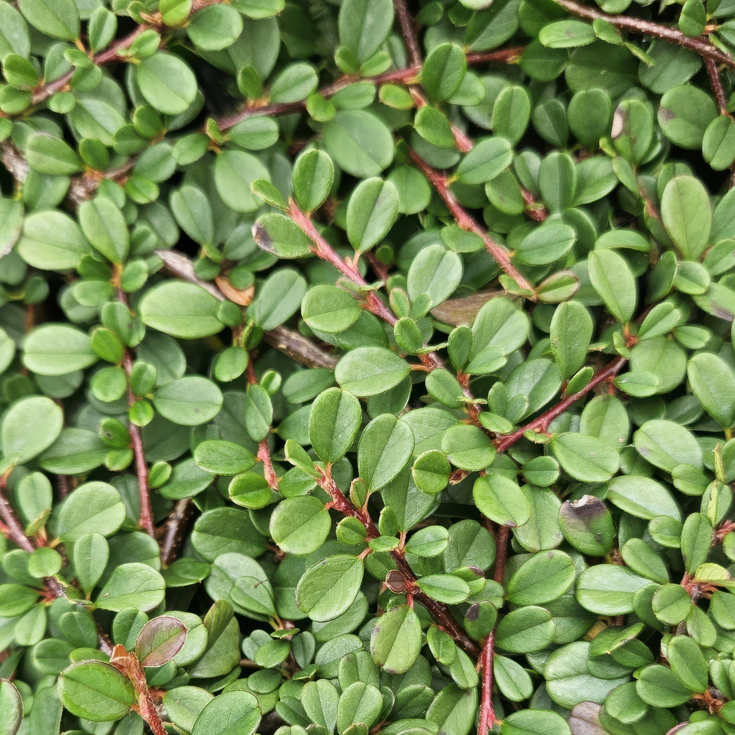 Garden basics 48x Cotoneaster pr. 'Streib's Findling' - ↕10-25cm - Ø9cm (50295)