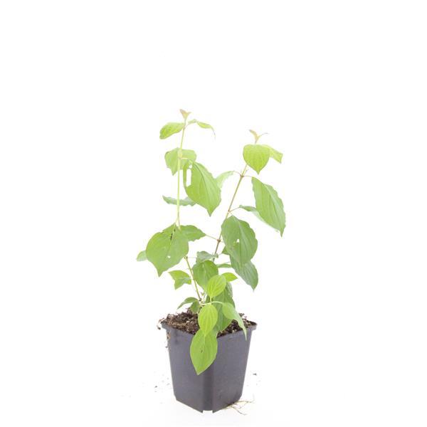 Garden basics 24x Cornus sang. 'Midwinter Fire' - ↕10-25cm - Ø9cm (50394)
