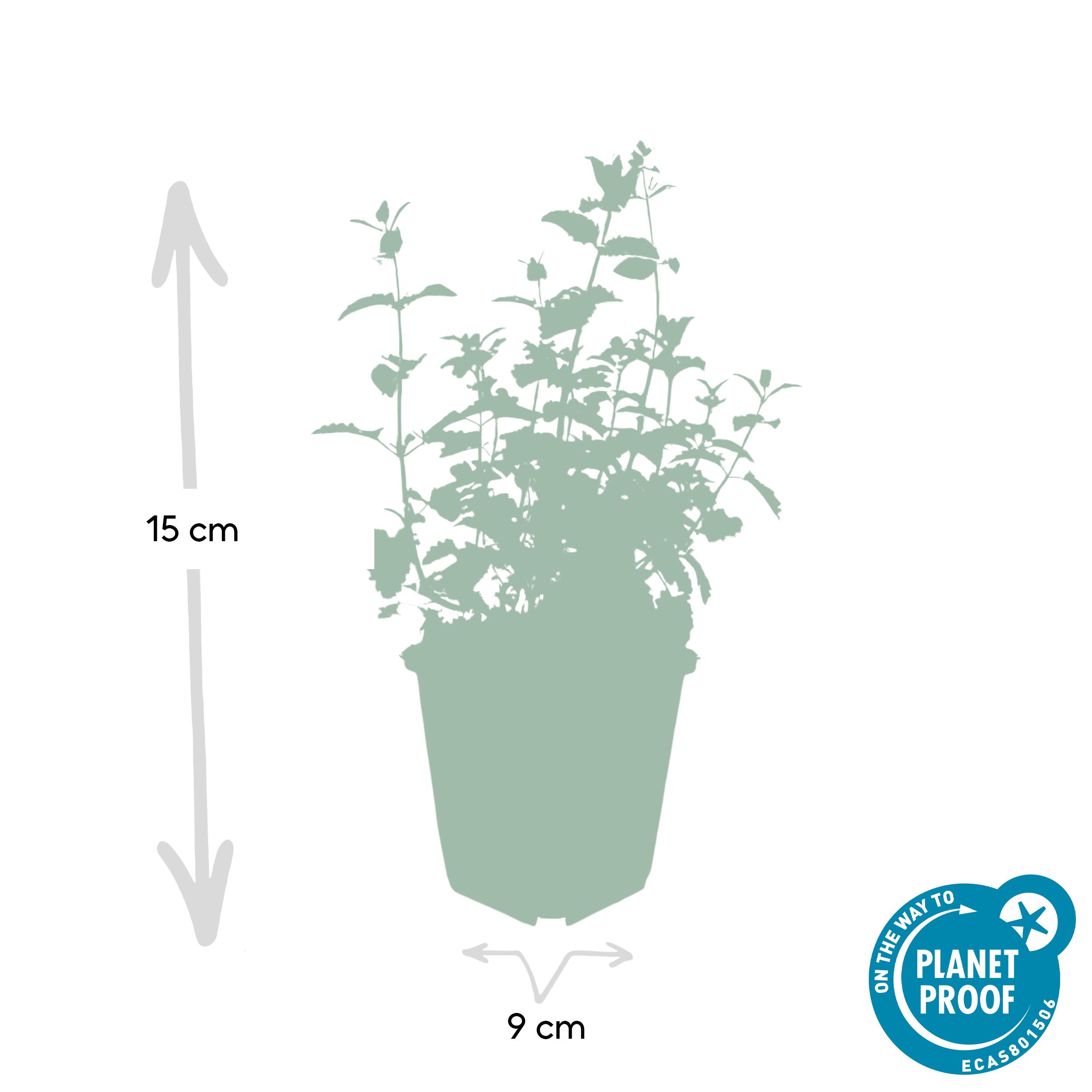 Garden basics 60x Nepeta 'Six Hills Giant' - ↕10-25cm - Ø9cm (47930)