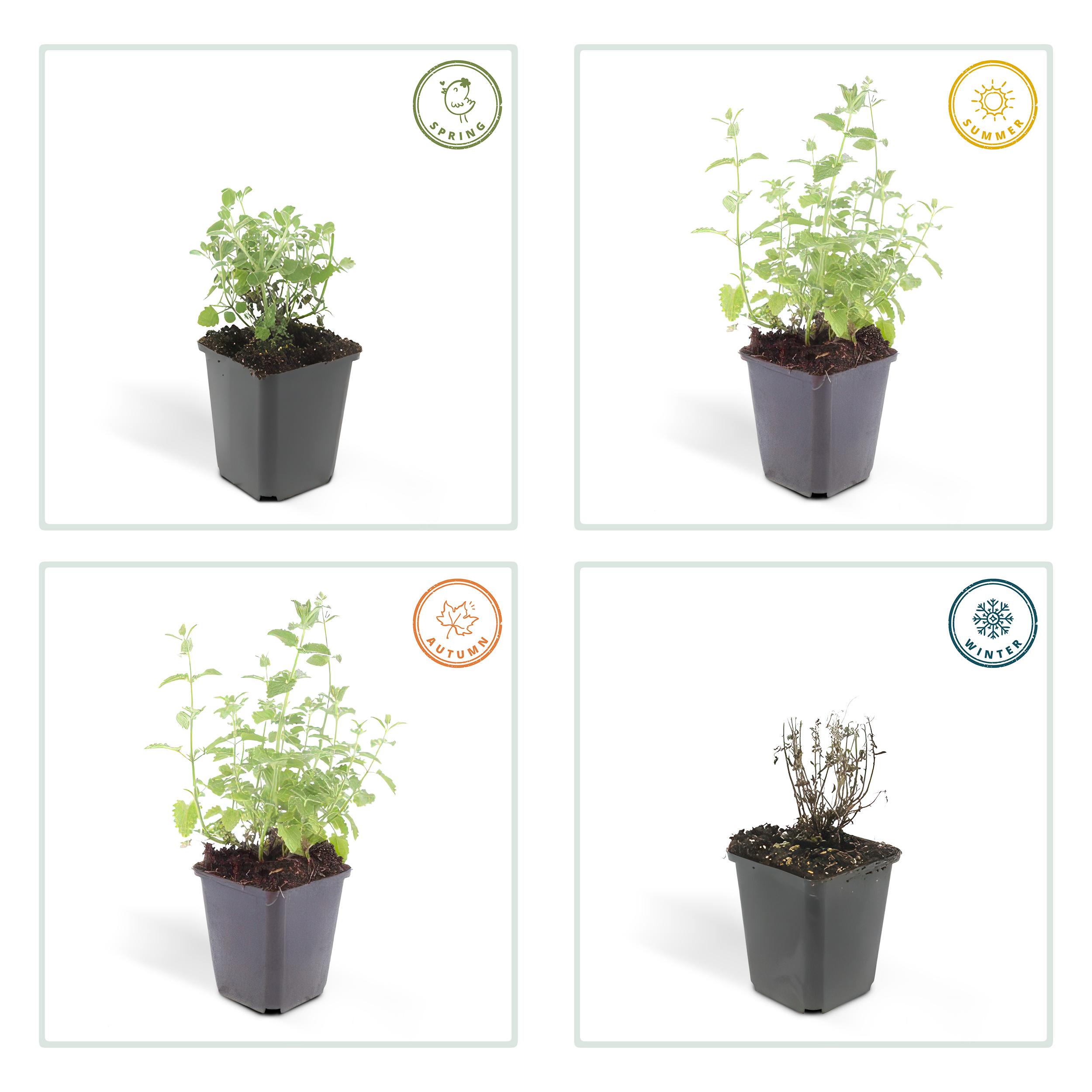 Garden basics 60x Nepeta 'Six Hills Giant' - ↕10-25cm - Ø9cm (47930)