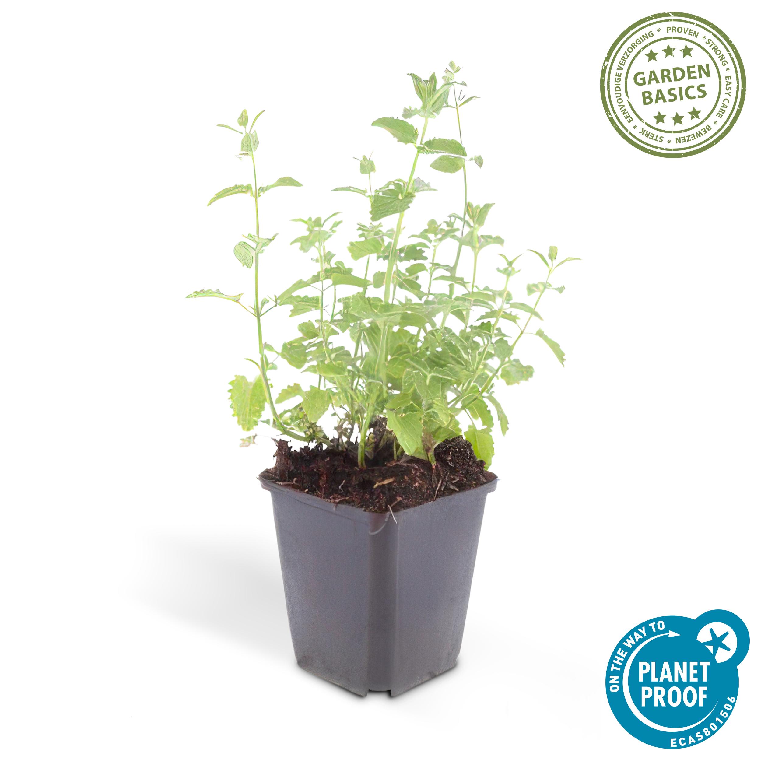 Garden basics 60x Nepeta 'Six Hills Giant' - ↕10-25cm - Ø9cm (47930)