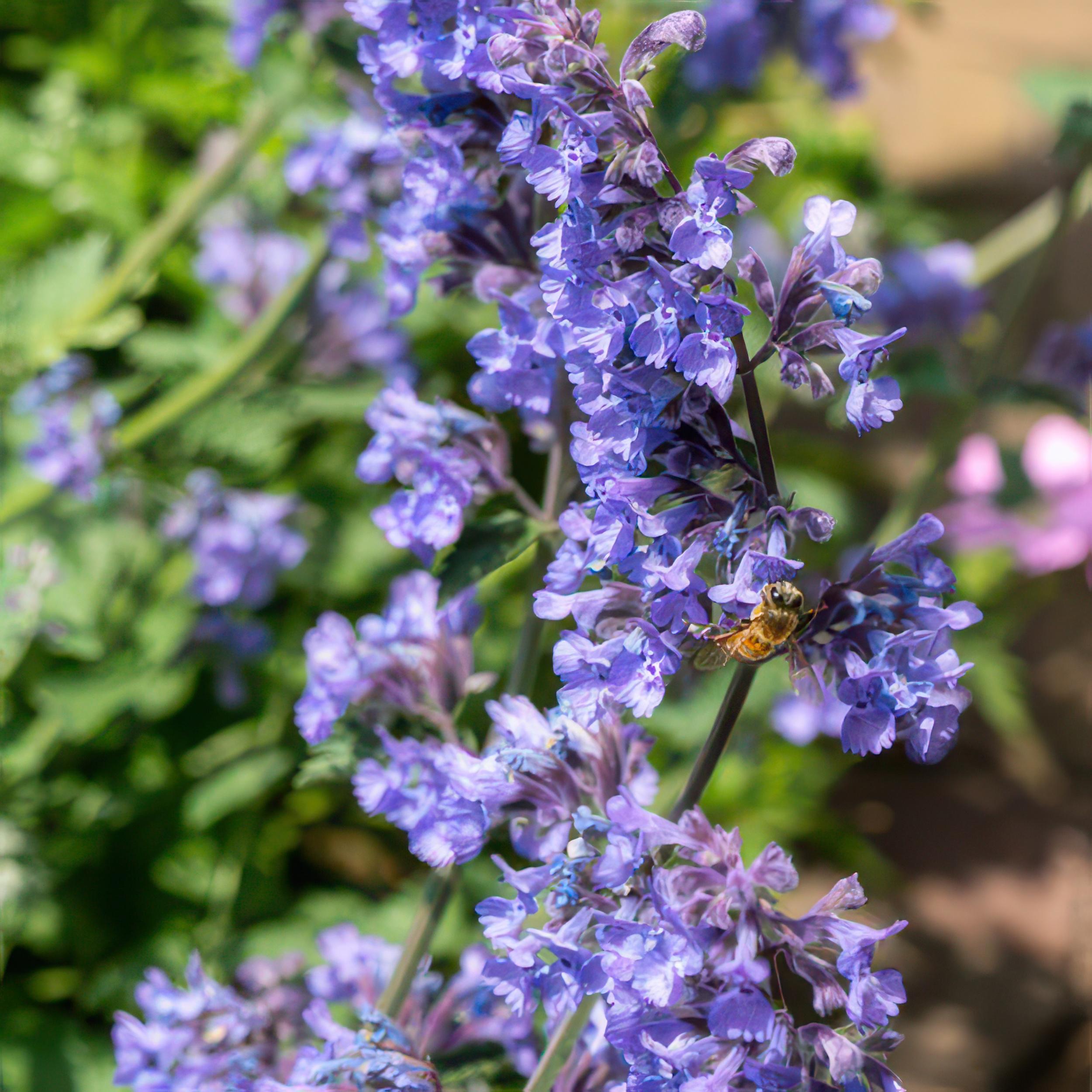 Garden basics 60x Nepeta 'Six Hills Giant' - ↕10-25cm - Ø9cm (47930)