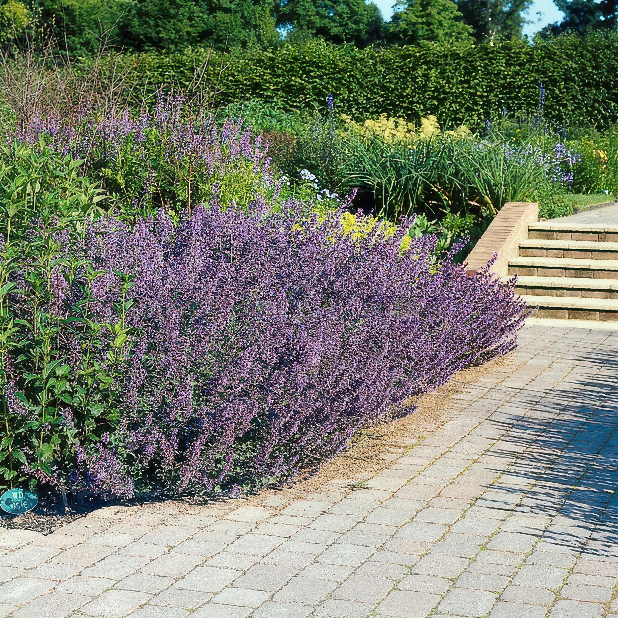 Garden basics 60x Nepeta 'Six Hills Giant' - ↕10-25cm - Ø9cm (47930)
