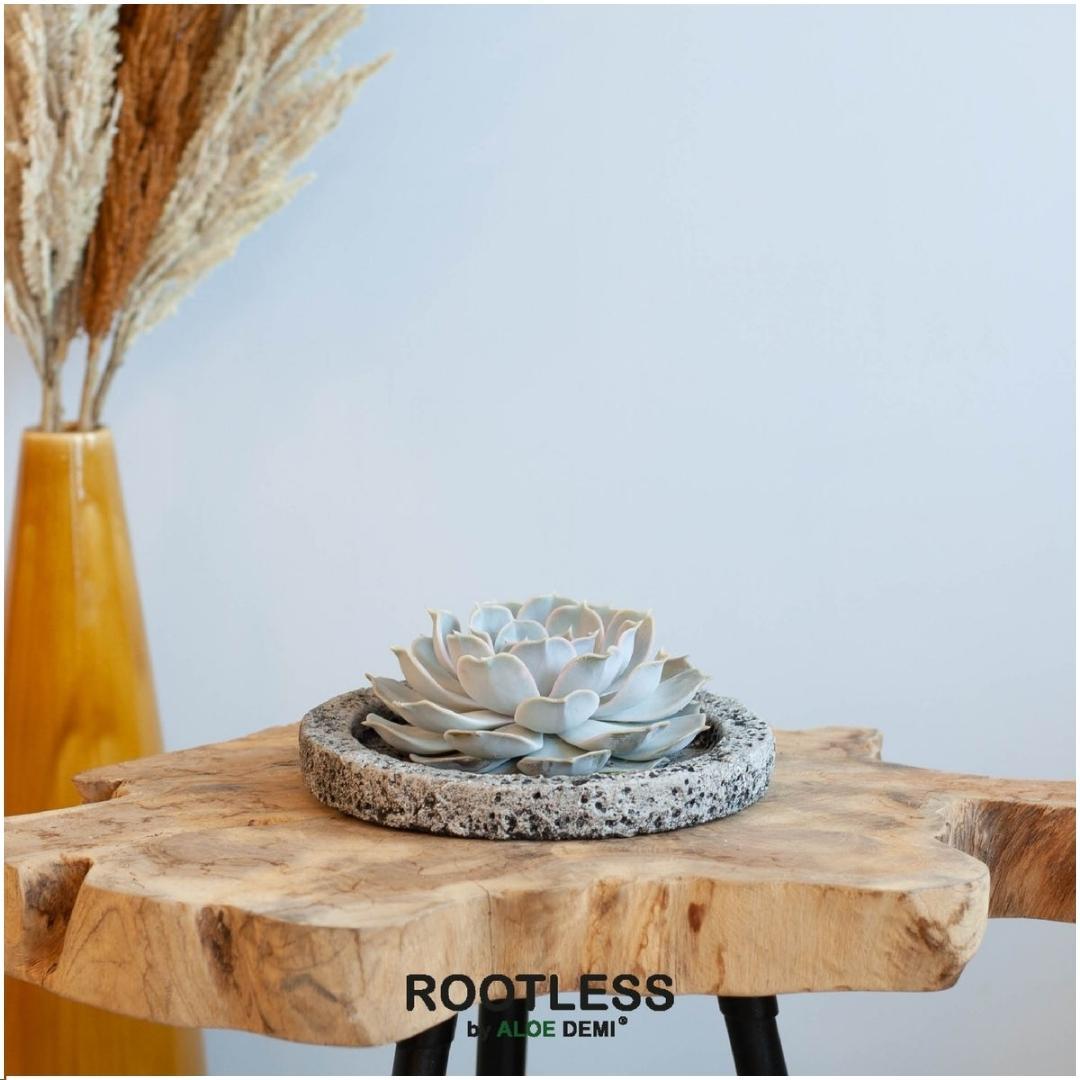 Rootless by aloe demi ROOTLESS Succulent Echeveria Lilacina in schaal 'Concrete' Ø20 cm (8721001420247)