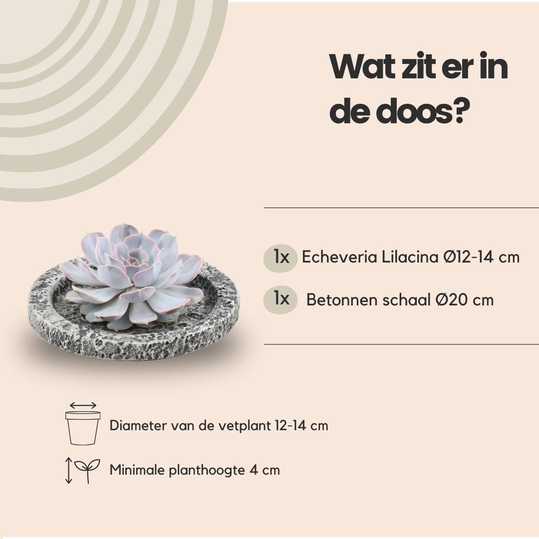 Rootless by aloe demi ROOTLESS Succulent Echeveria Lilacina in schaal 'Concrete' Ø20 cm (8721001420247)