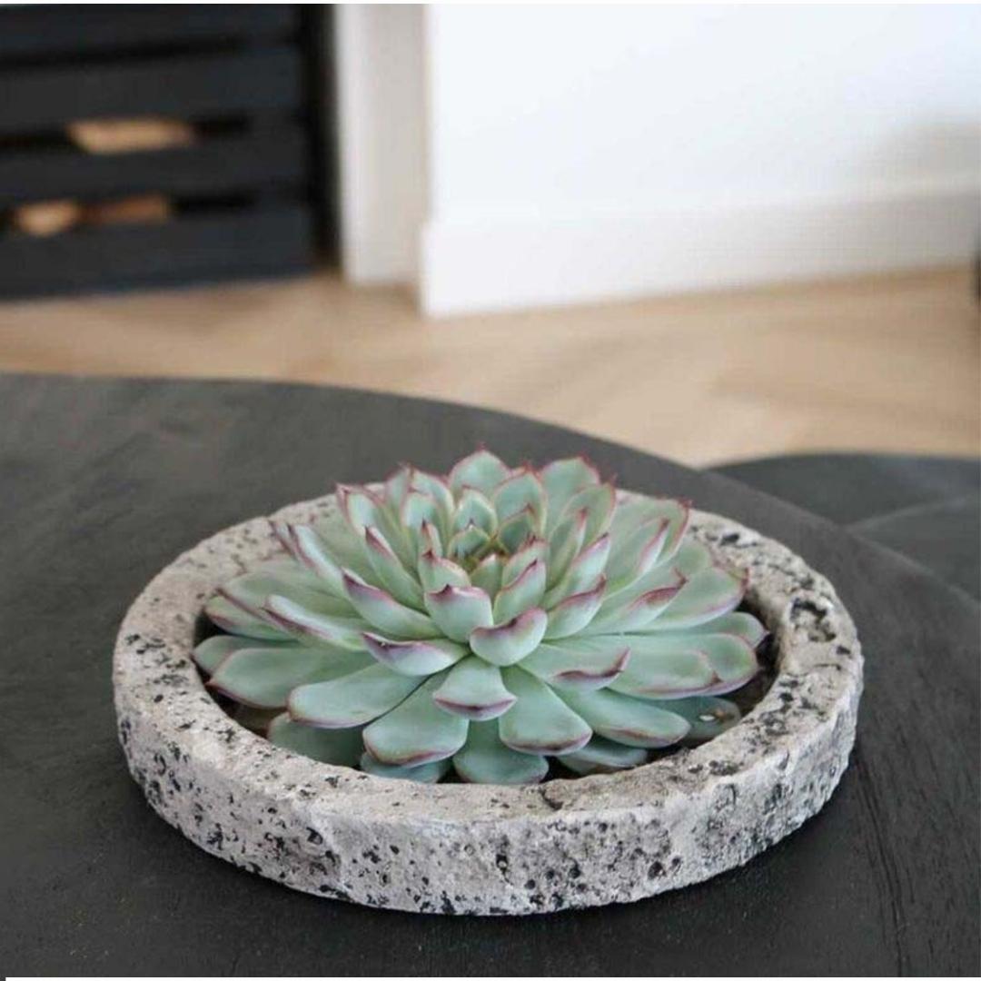 Rootless by aloe demi ROOTLESS Succulent Echeveria Lilacina in schaal 'Concrete' Ø20 cm (8721001420247)