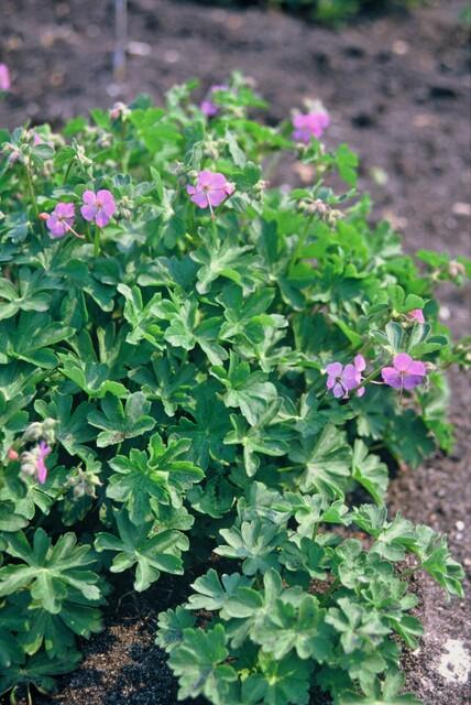 Garden basics 60x Geranium cant. 'Cambridge' - ↕10-25cm - Ø9cm (47776)