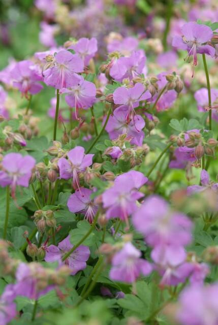 Garden basics 60x Geranium cant. 'Cambridge' - ↕10-25cm - Ø9cm (47776)