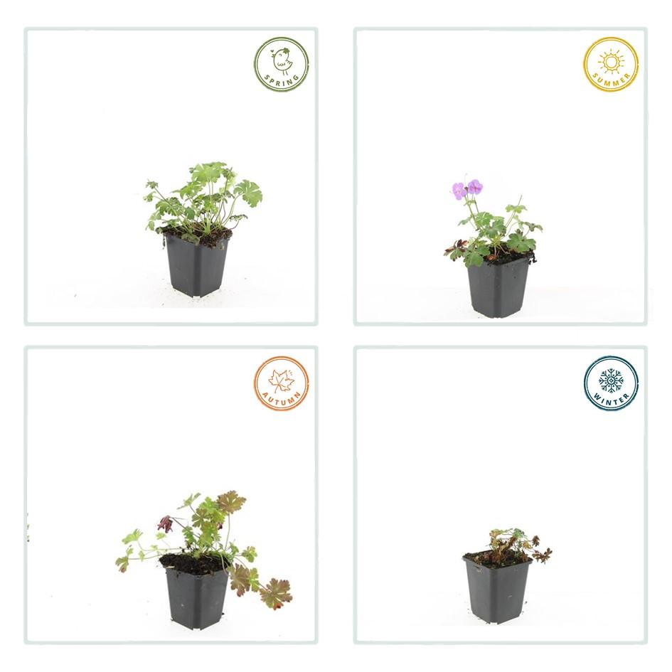 Garden basics 60x Geranium cant. 'Cambridge' - ↕10-25cm - Ø9cm (47776)