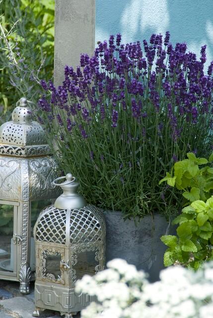 Garden basics 12x Lavandula 'Hidcote' - ↕10-25cm - Ø9cm (46945)