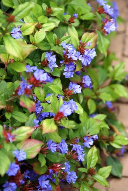 Garden basics 12x Ceratostigma plumbaginoides - ↕10-25cm - Ø9cm (46875)