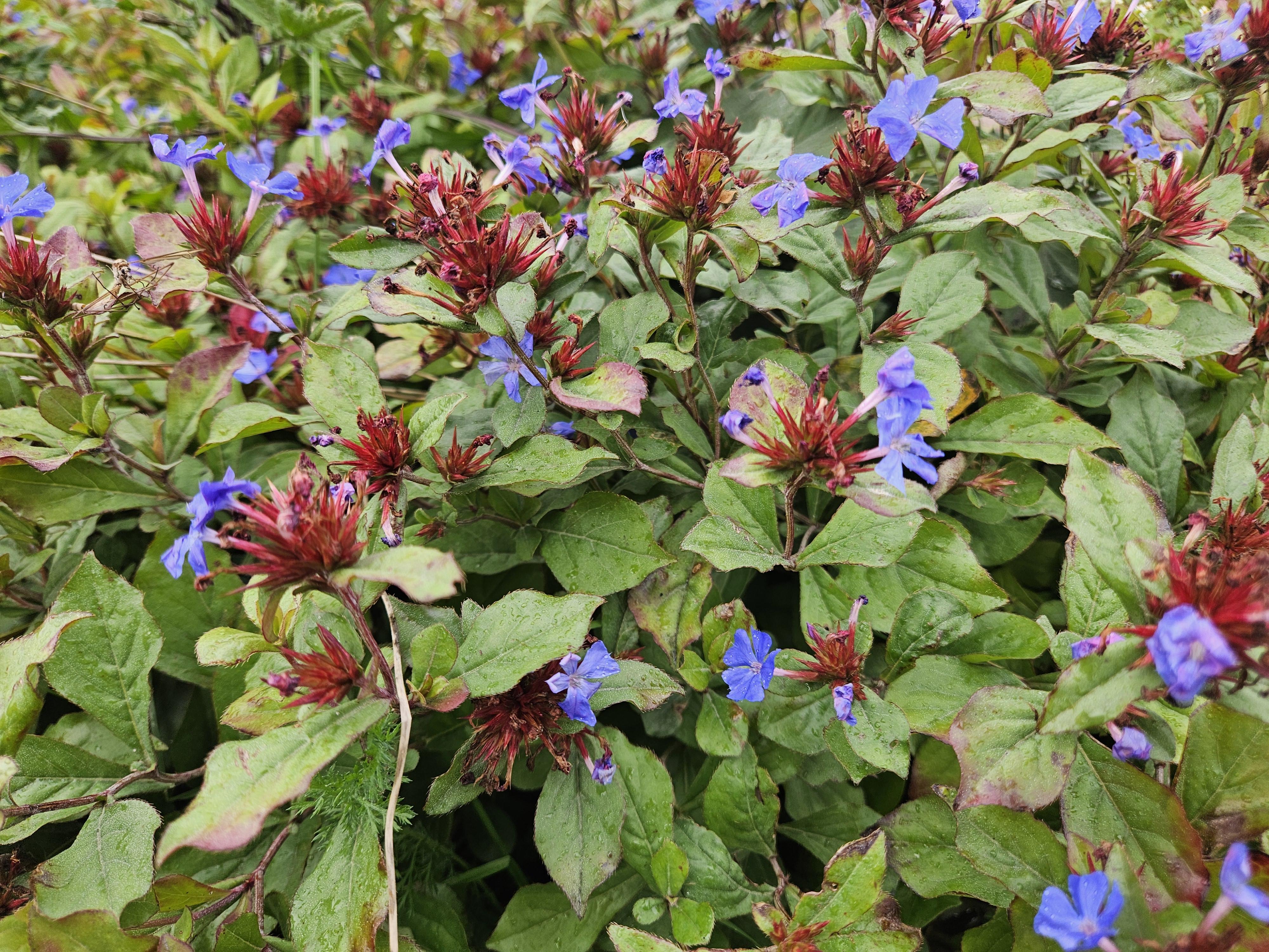 Garden basics 12x Ceratostigma plumbaginoides - ↕10-25cm - Ø9cm (46875)