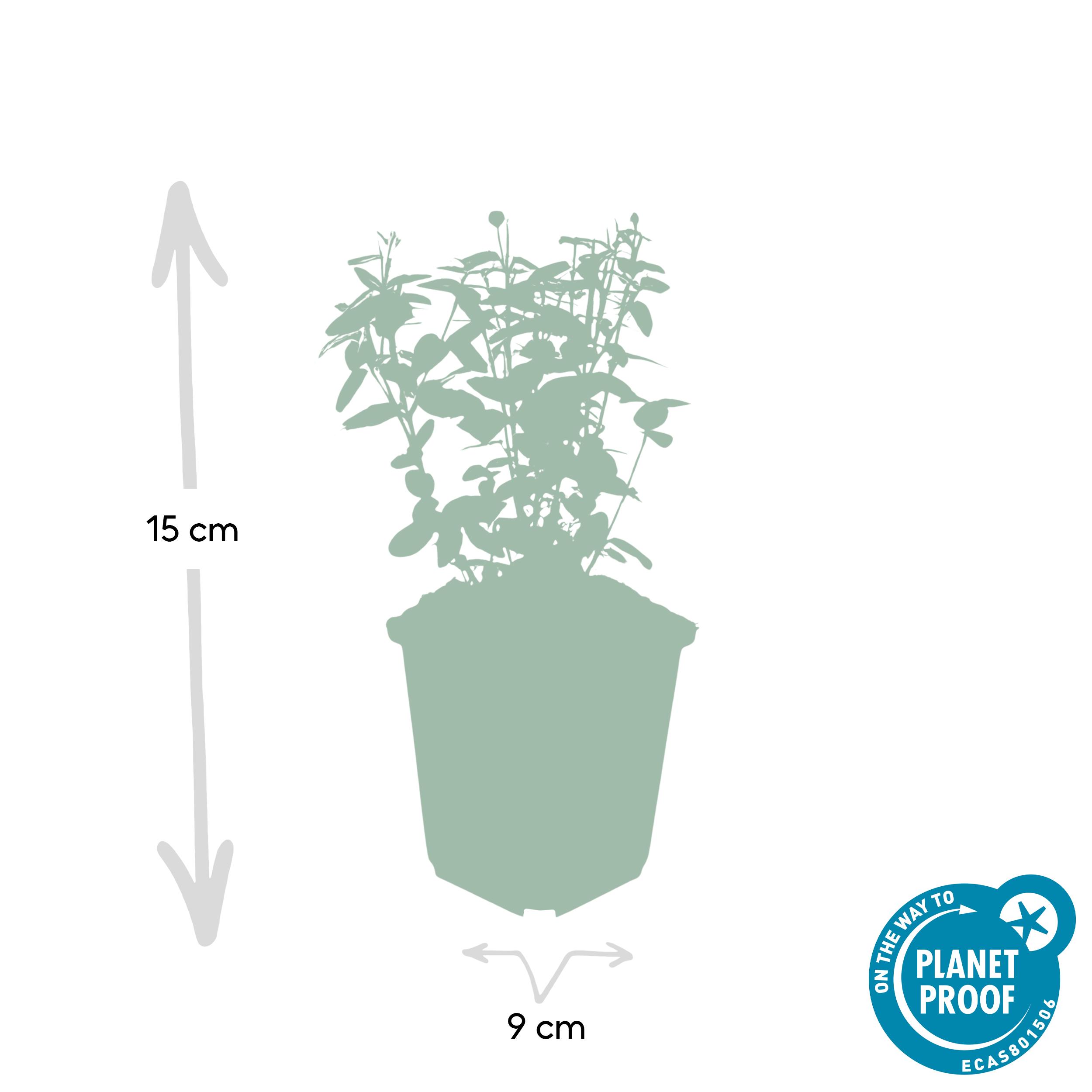 Garden basics 12x Euonymus fortunei radicans - ↕10-25cm - Ø9cm (47721)