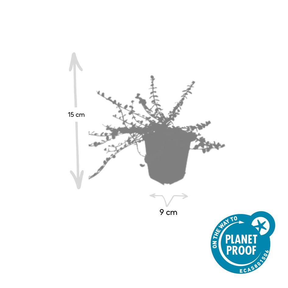 Garden basics 12x Euonymus fort. 'Minimus' - ↕10-25cm - Ø9cm (47714)