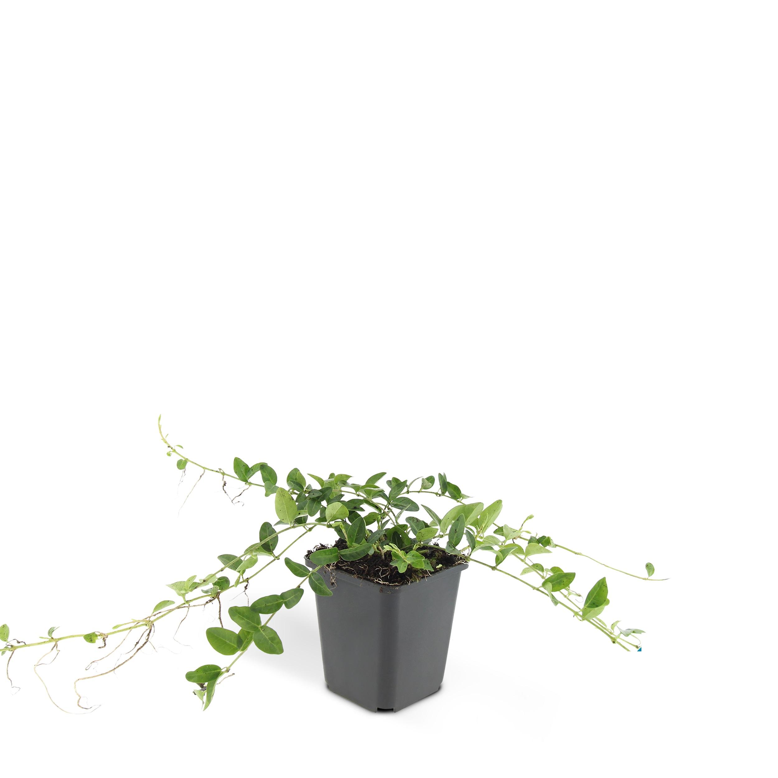 Garden basics 24x Vinca minor 'Alba' - ↕10-25cm - Ø9cm (50350)