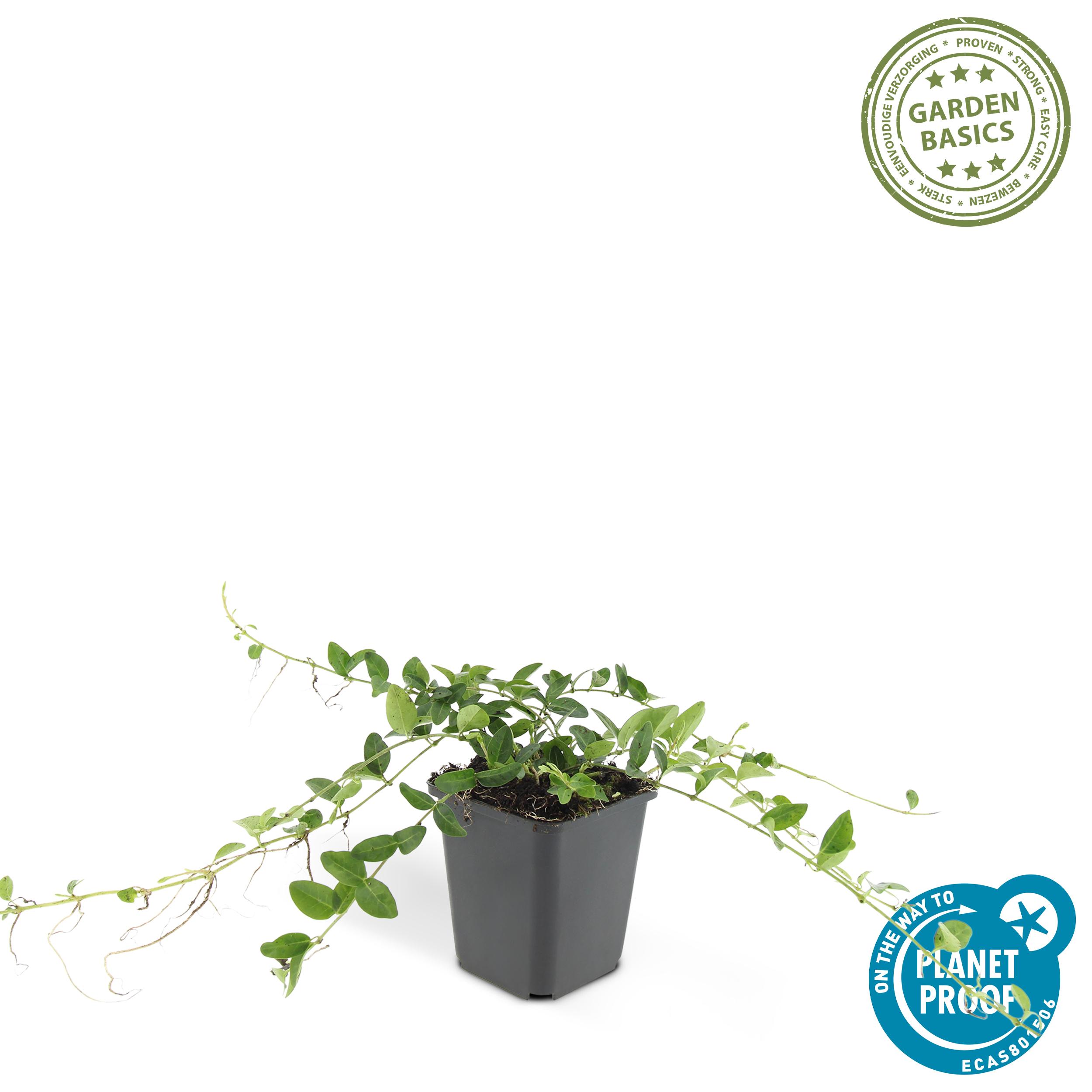 Garden basics 24x Vinca minor 'Alba' - ↕10-25cm - Ø9cm (50350)