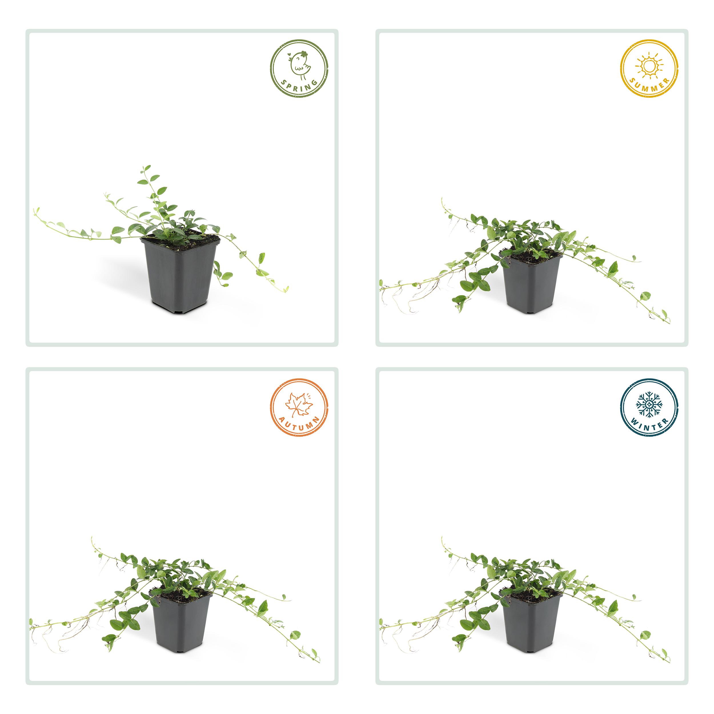 Garden basics 24x Vinca minor 'Alba' - ↕10-25cm - Ø9cm (50350)