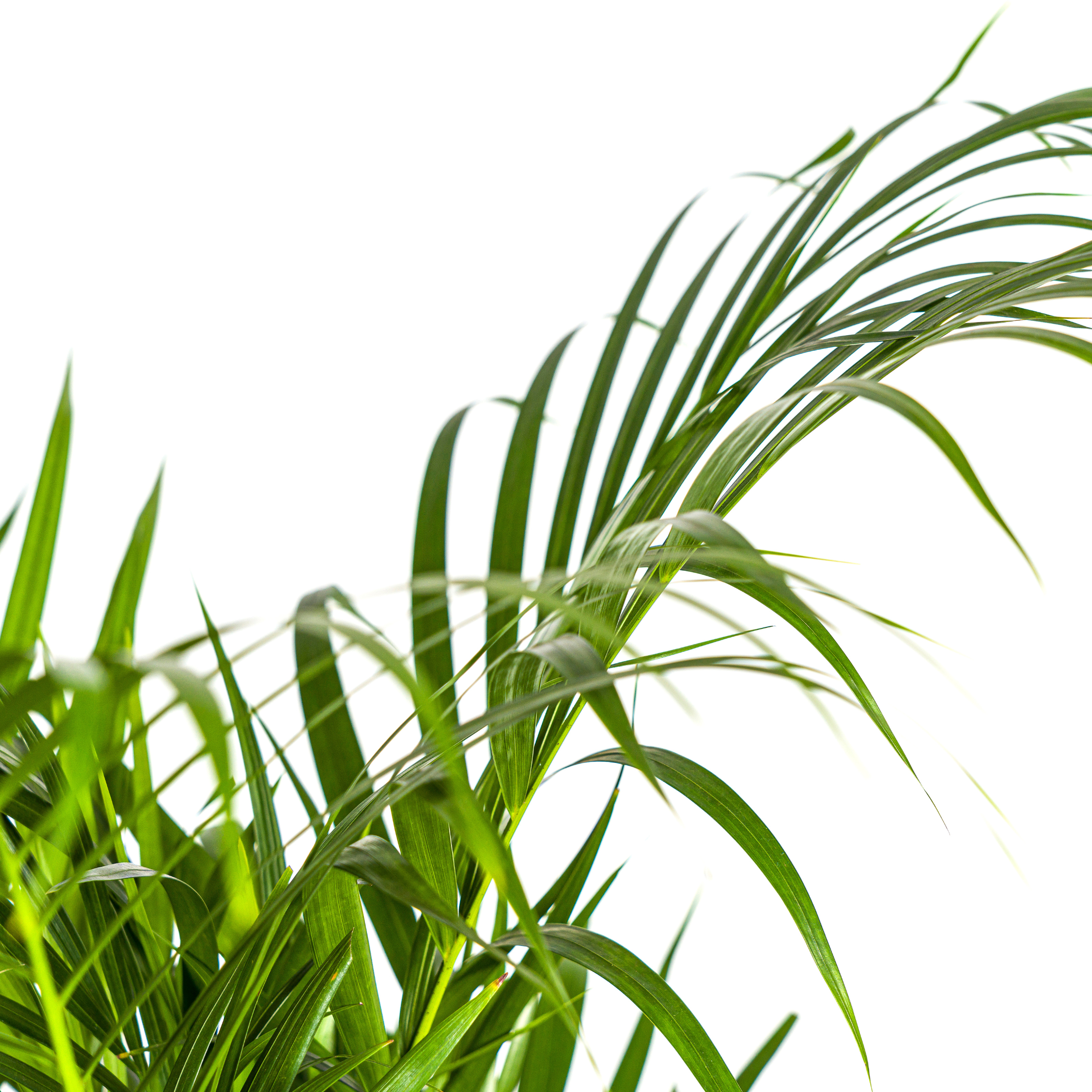 Dypsis Areca Lutescens met mand Ø21cm - ↕100 (48557)
