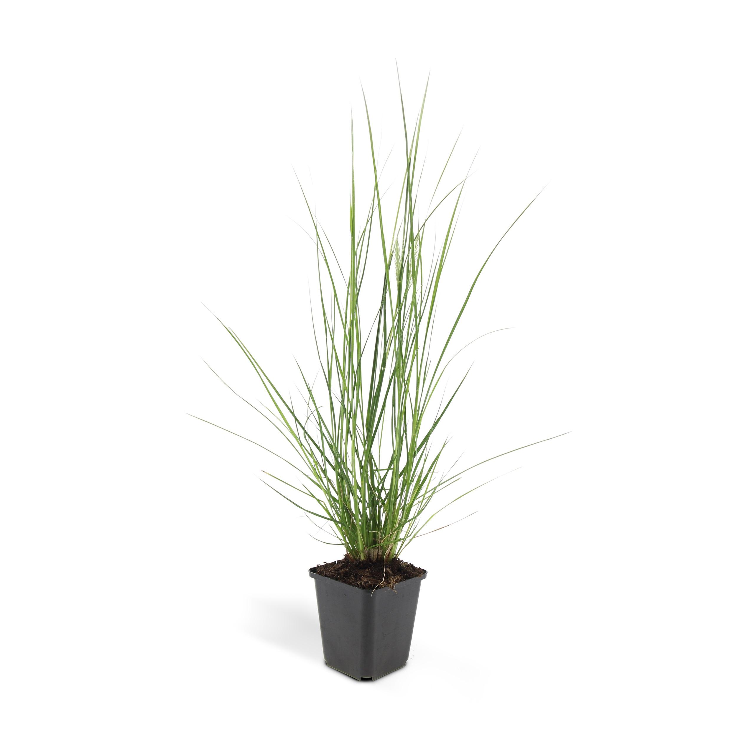Garden basics 12x Pennisetum alopecuroides 'Hameln' - ↕10-25cm - Ø9cm (46981)