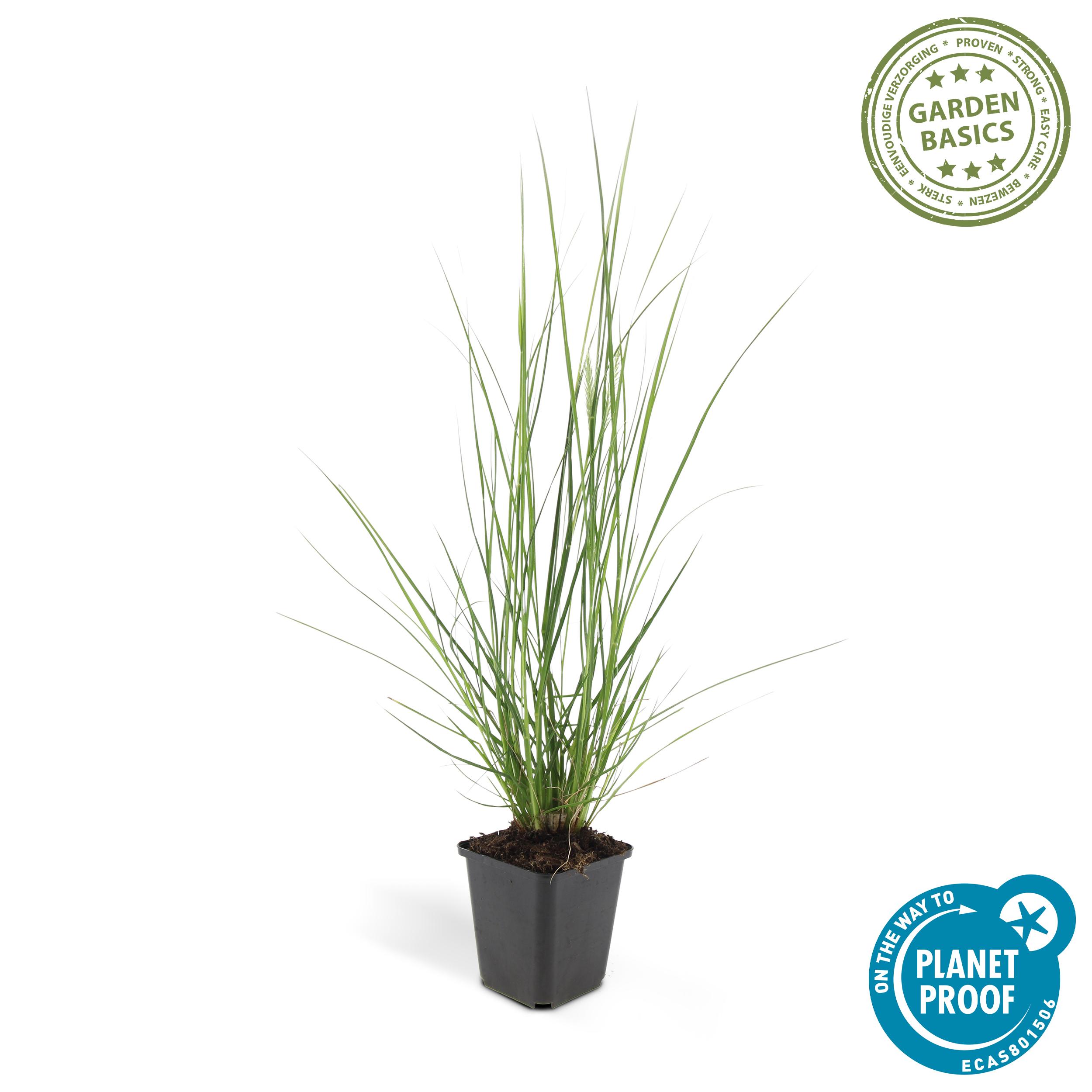 Garden basics 12x Pennisetum alopecuroides 'Hameln' - ↕10-25cm - Ø9cm (46981)