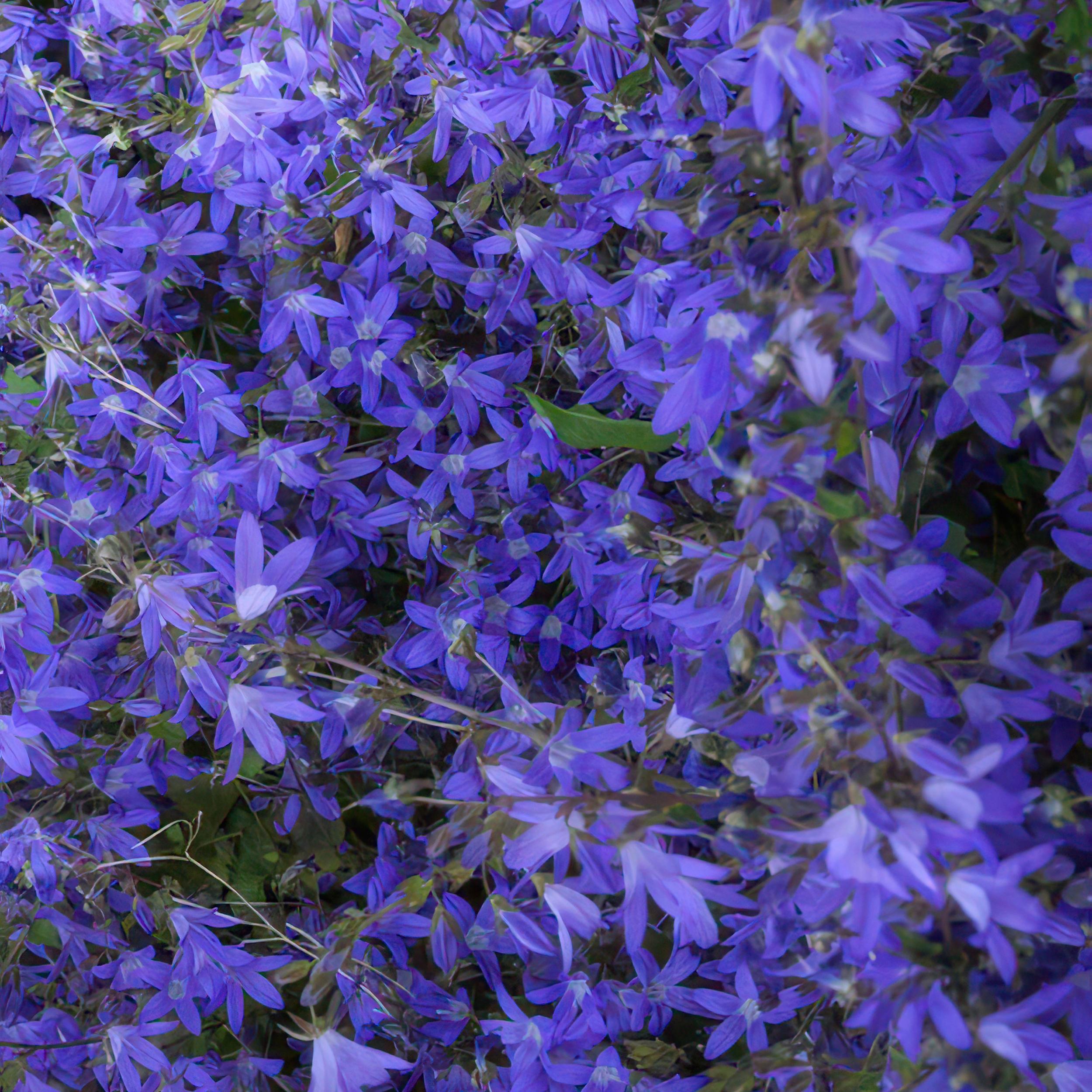 Garden basics 24x Campanula poscharskyana 'Stella' - ↕10-25cm - Ø9cm (50378)