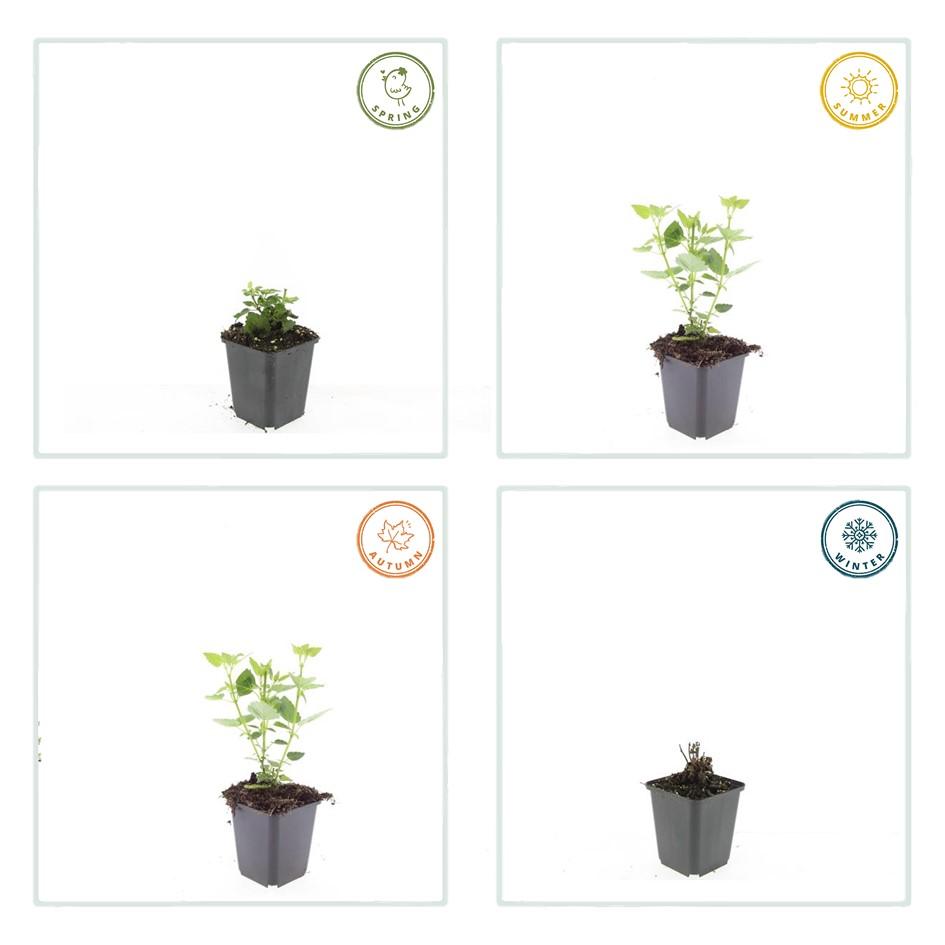 Garden basics 60x Agastache 'Blue Fortune' - ↕10-25cm - Ø9cm (47568)
