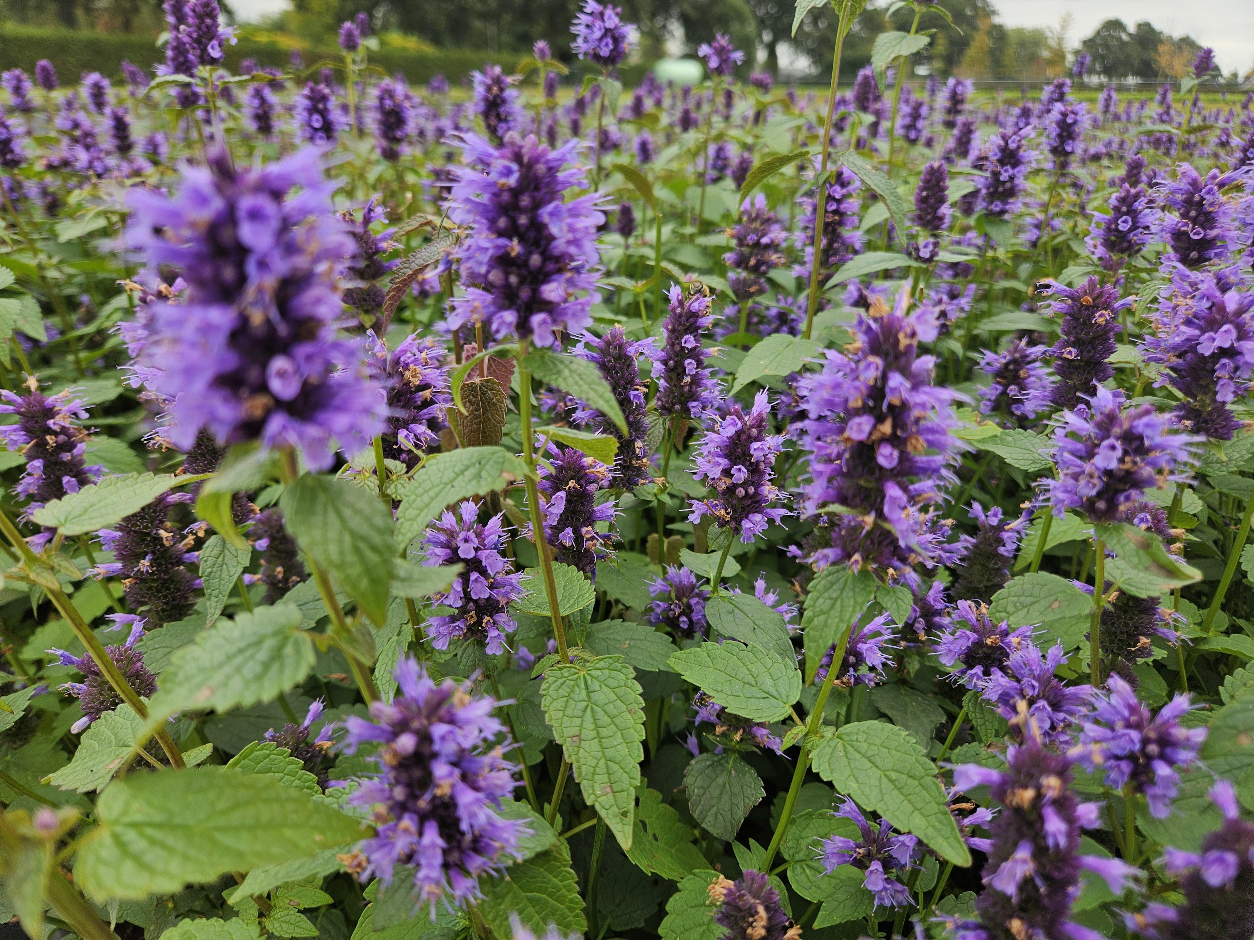 Garden basics 60x Agastache 'Blue Fortune' - ↕10-25cm - Ø9cm (47568)