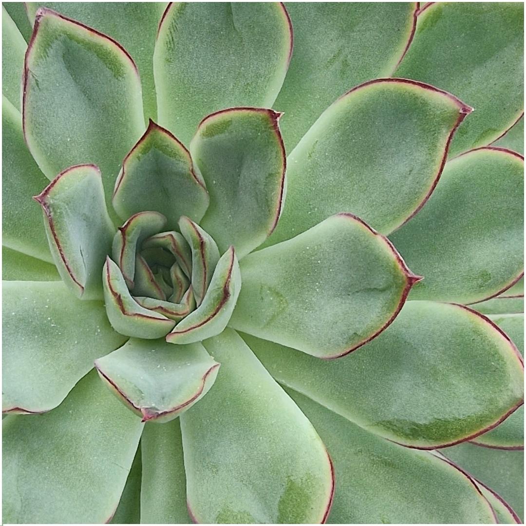 Rootless by aloe demi ROOTLESS Succulent Echeveria Pulidonis in schaal 'wit' Ø20 cm (8721001420117)