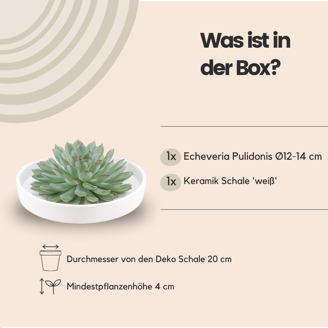 Rootless by aloe demi ROOTLESS Succulent Echeveria Pulidonis in schaal 'wit' Ø20 cm (8721001420117)