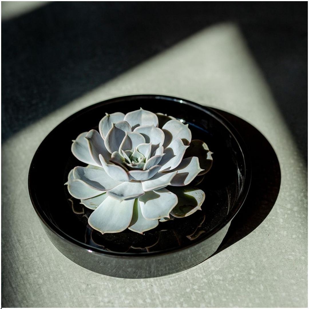 Rootless by aloe demi ROOTLESS Succulent Echeveria Lilacina in schaal 'zwart' Ø20 cm (8721001420209)