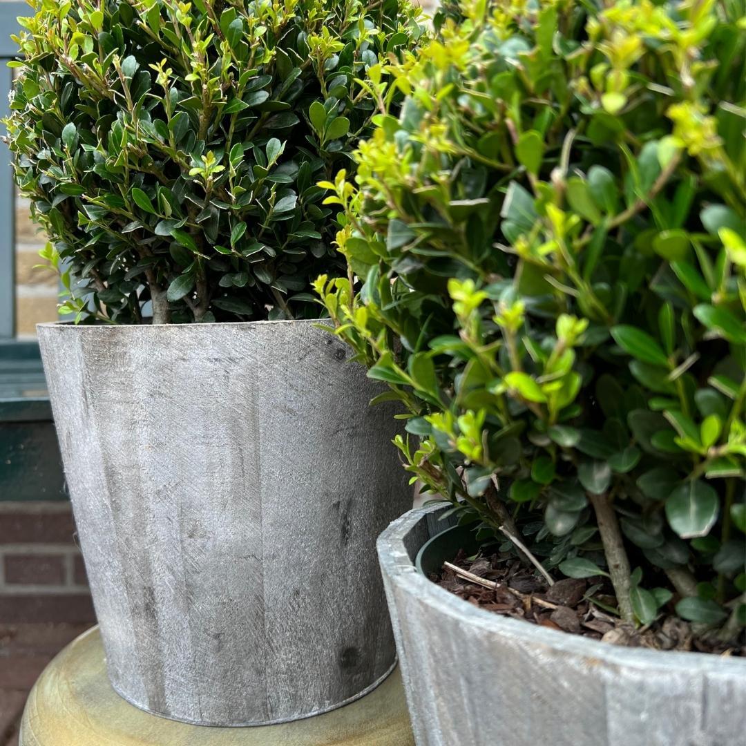Plants by frank 2x Ilex crenata 'Jenny' bol in houten pot | set van 2 stuks | 20 cm Ø diameter (8721001420353)