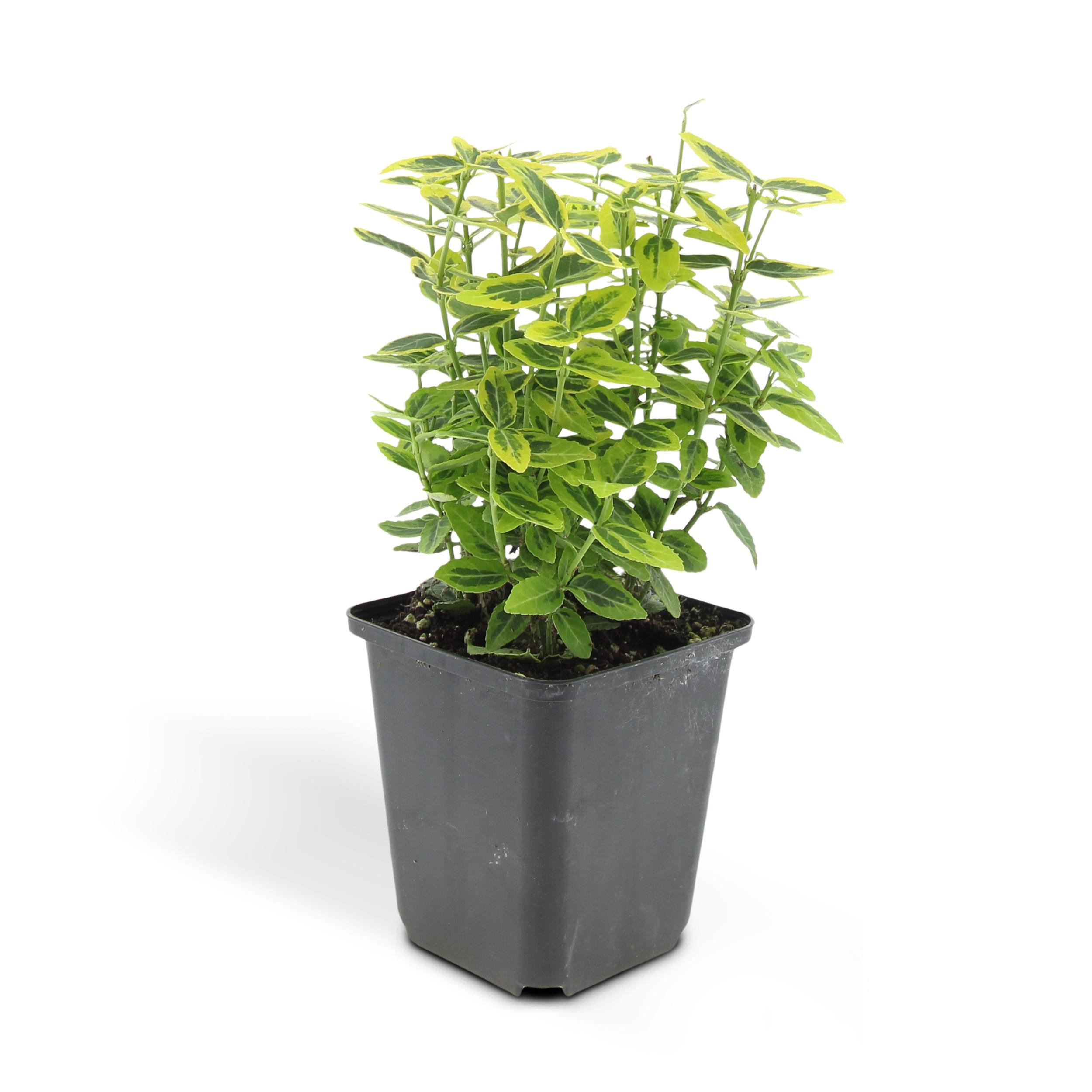 Garden basics 24x Euonymus fort. 'Emerald 'n Gold’ - ↕10-25cm - Ø9cm (50316)