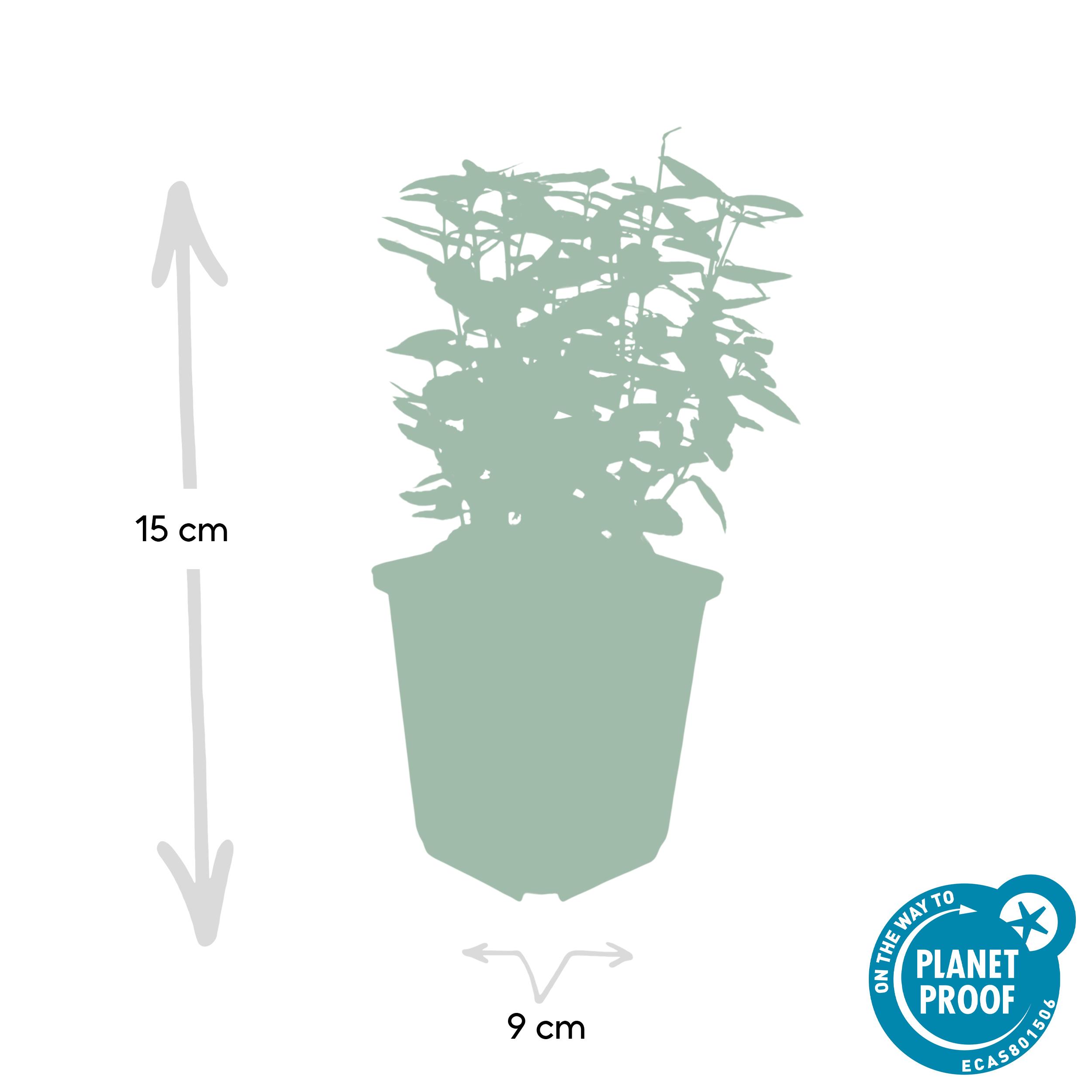 Garden basics 24x Euonymus fort. 'Emerald 'n Gold’ - ↕10-25cm - Ø9cm (50316)