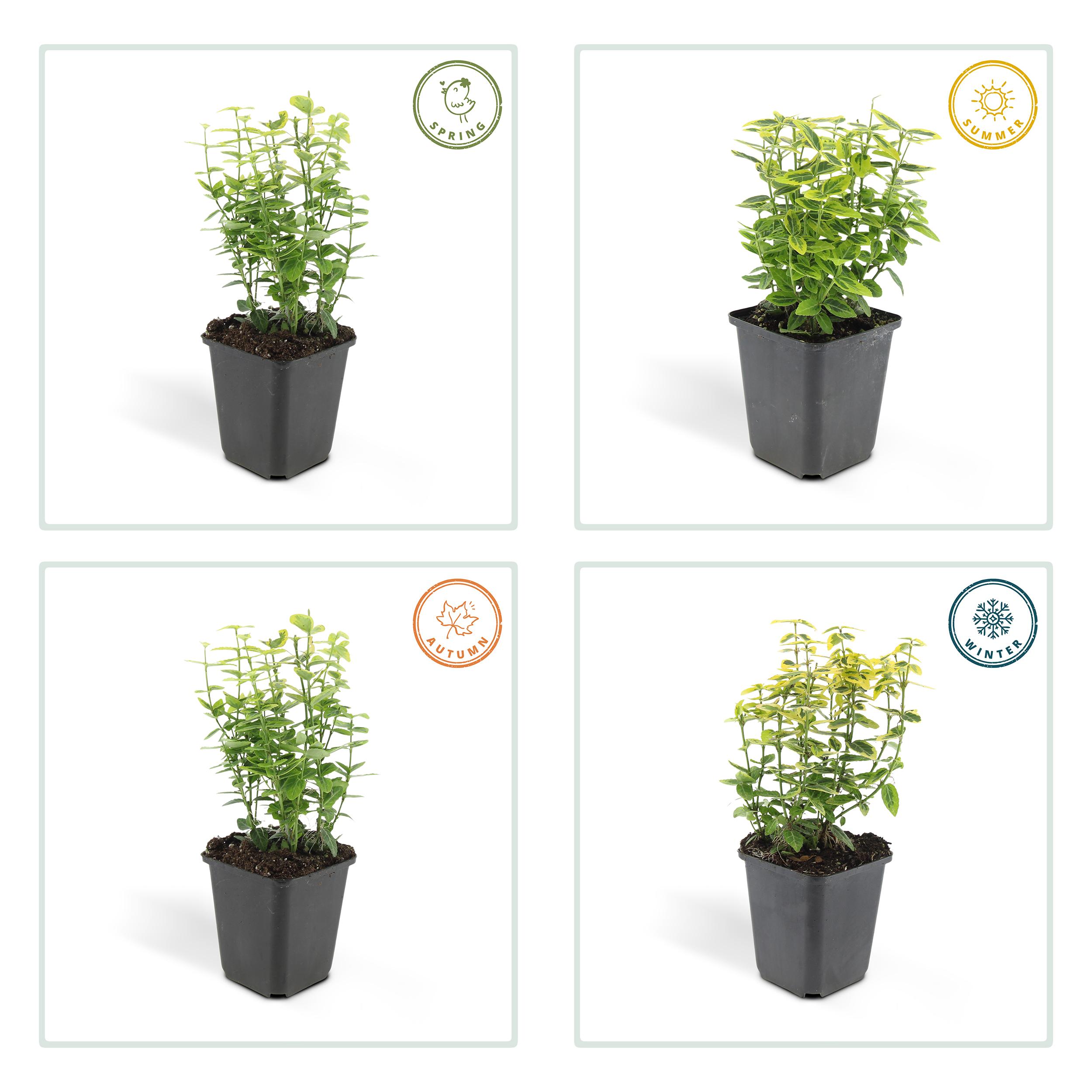 Garden basics 24x Euonymus fort. 'Emerald 'n Gold’ - ↕10-25cm - Ø9cm (50316)
