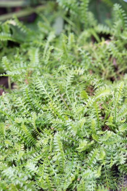 Garden basics 6x Leptinella squalida - ↕10-25cm - Ø9cm (47886)