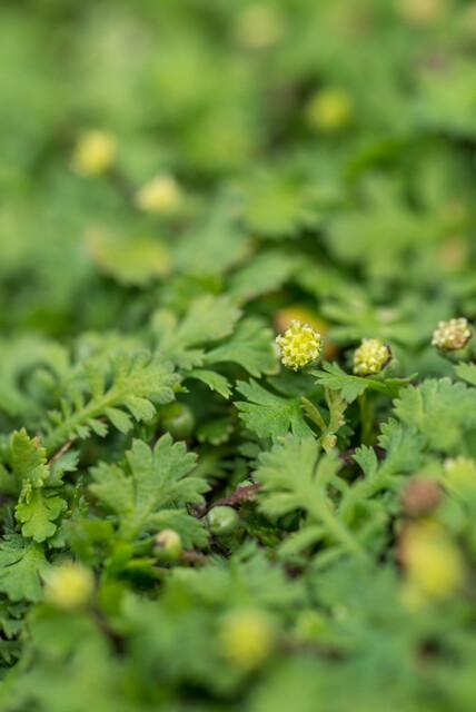 Garden basics 6x Leptinella squalida - ↕10-25cm - Ø9cm (47886)