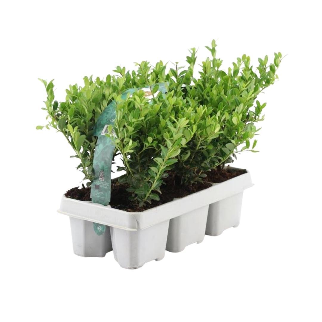 Premium basics 12 x 6 pack Ilex crenata 'Jenny' - Ø7 cm (48275)