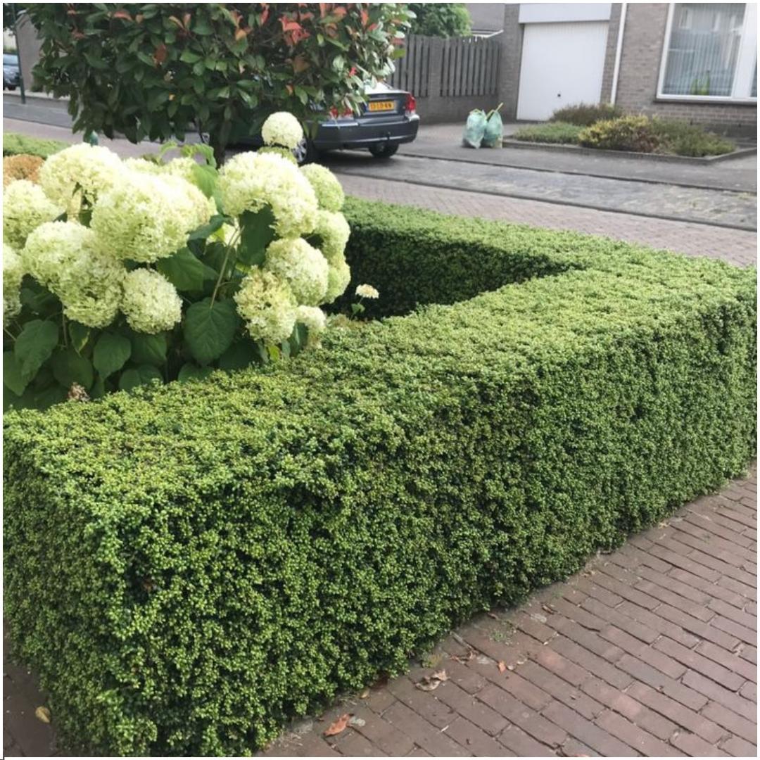 Premium basics 12 x 6 pack Ilex crenata 'Jenny' - Ø7 cm (48275)