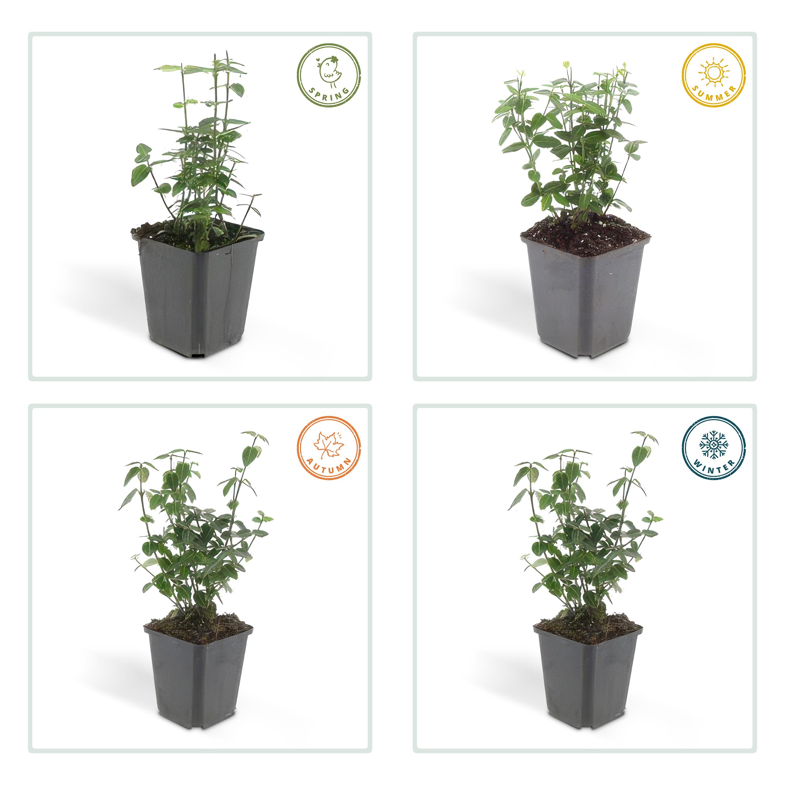 Garden basics 60x Euonymus fortunei radicans - ↕10-25cm - Ø9cm (47726)