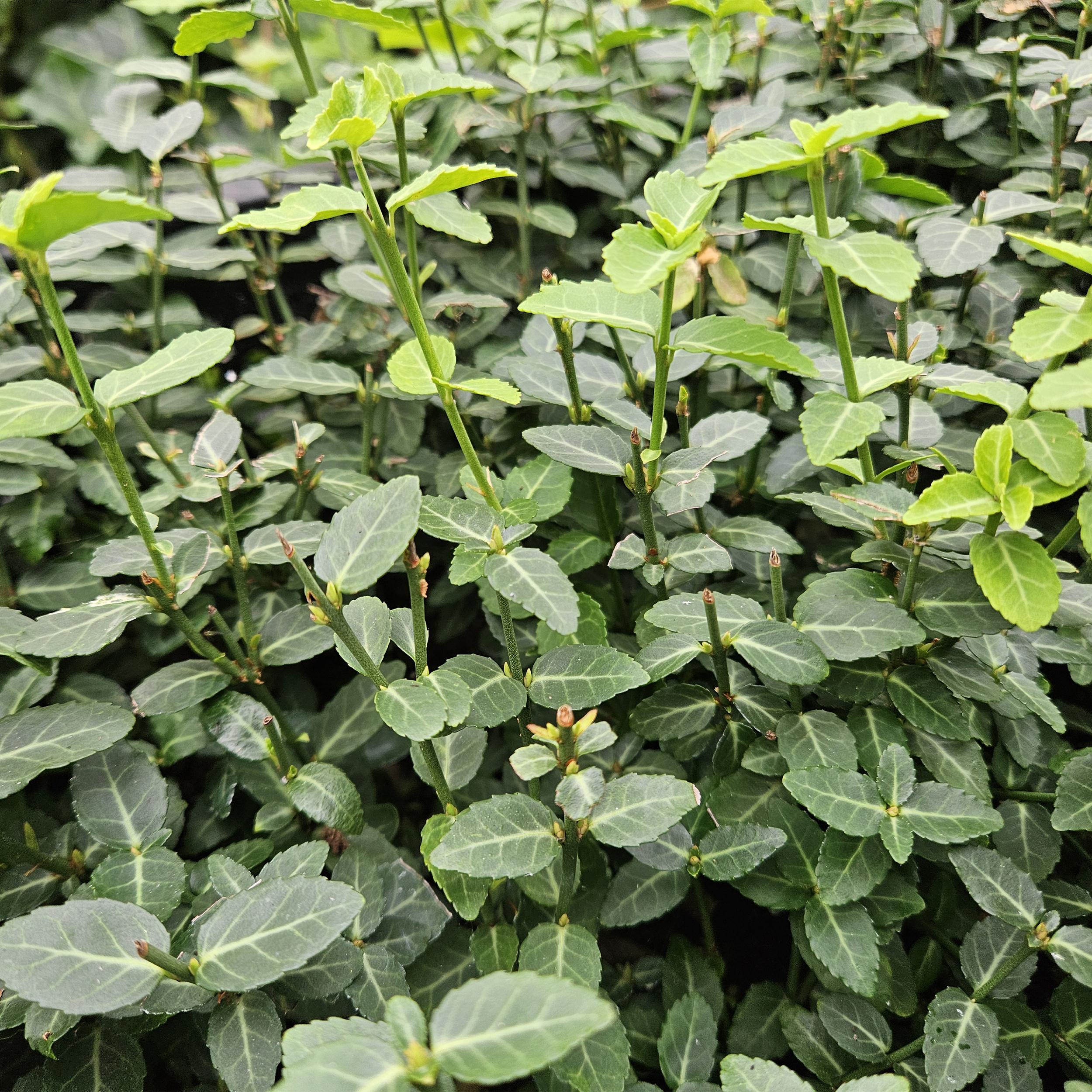 Garden basics 60x Euonymus fortunei radicans - ↕10-25cm - Ø9cm (47726)
